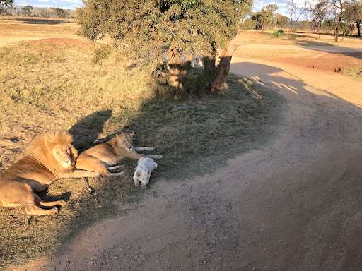 New & Improved Lions Park South Africa 2018