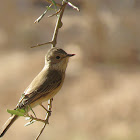 Spotted Flycatcher