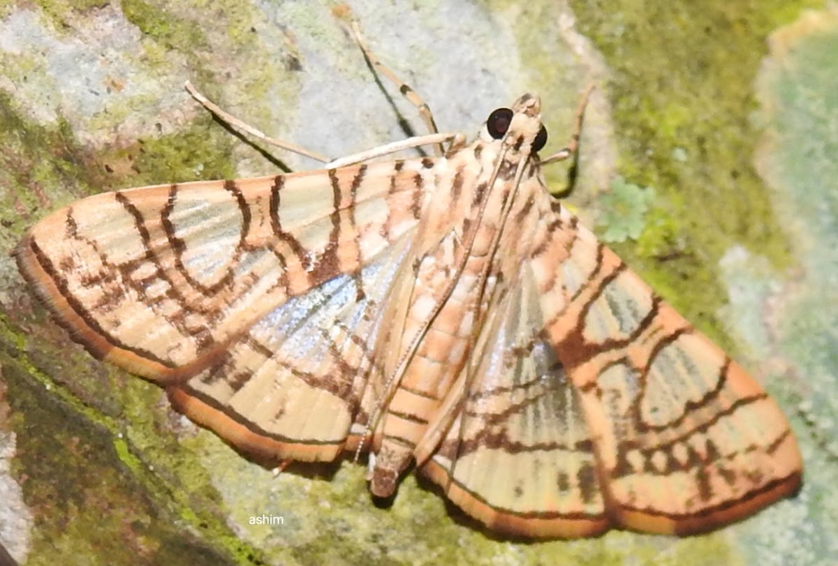 Jackfruit Borer moth