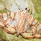 Jackfruit Borer moth