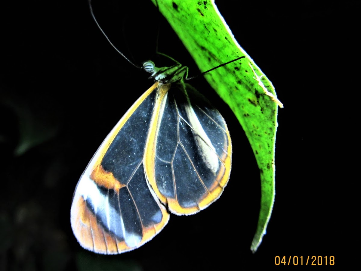 Darkened Rusty Clearwing