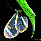 Darkened Rusty Clearwing