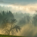 Foggy forest
