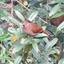 Streaked Laughingthrush