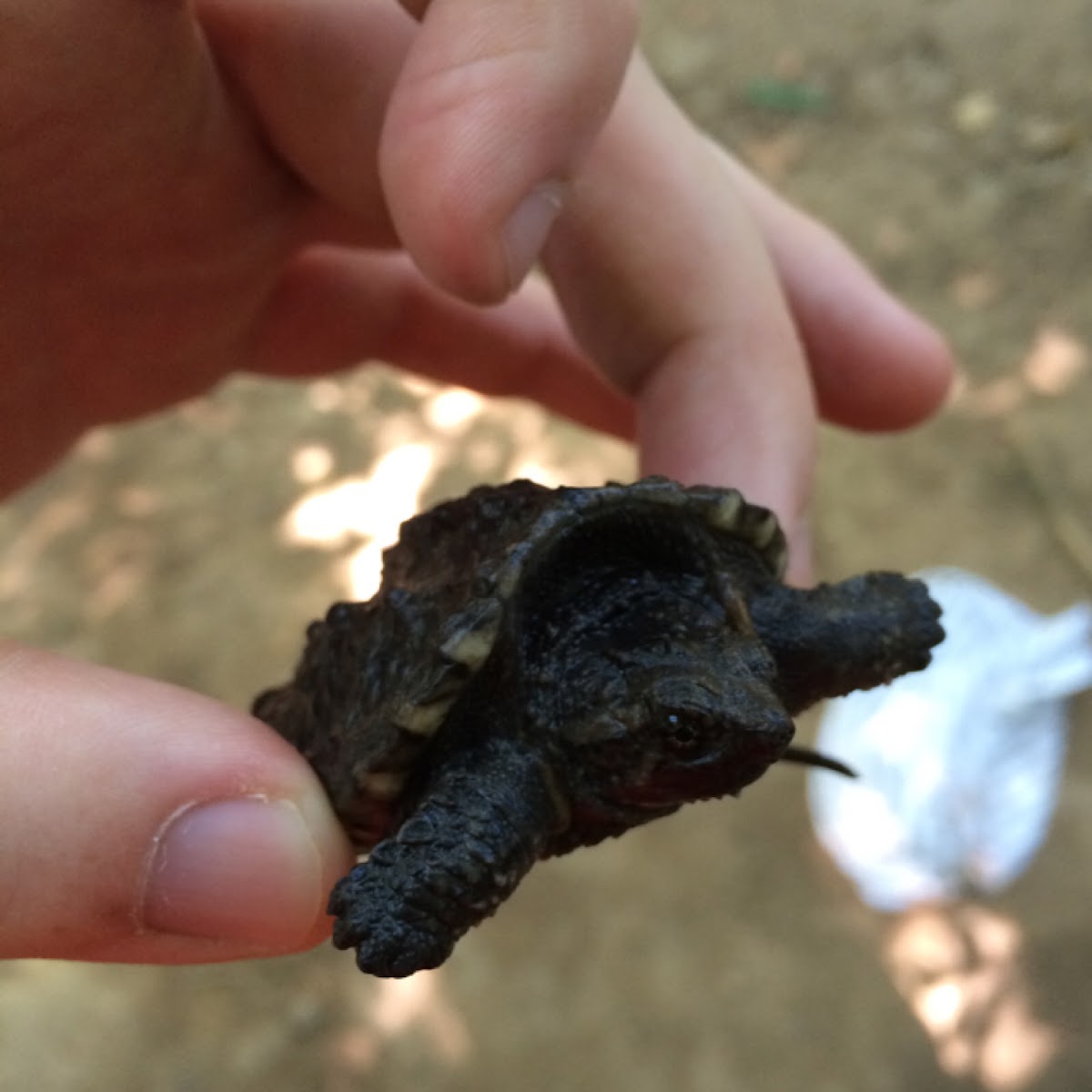 Snapping Turtle