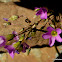 garden pink-sorrel and broadleaf woodsorrel