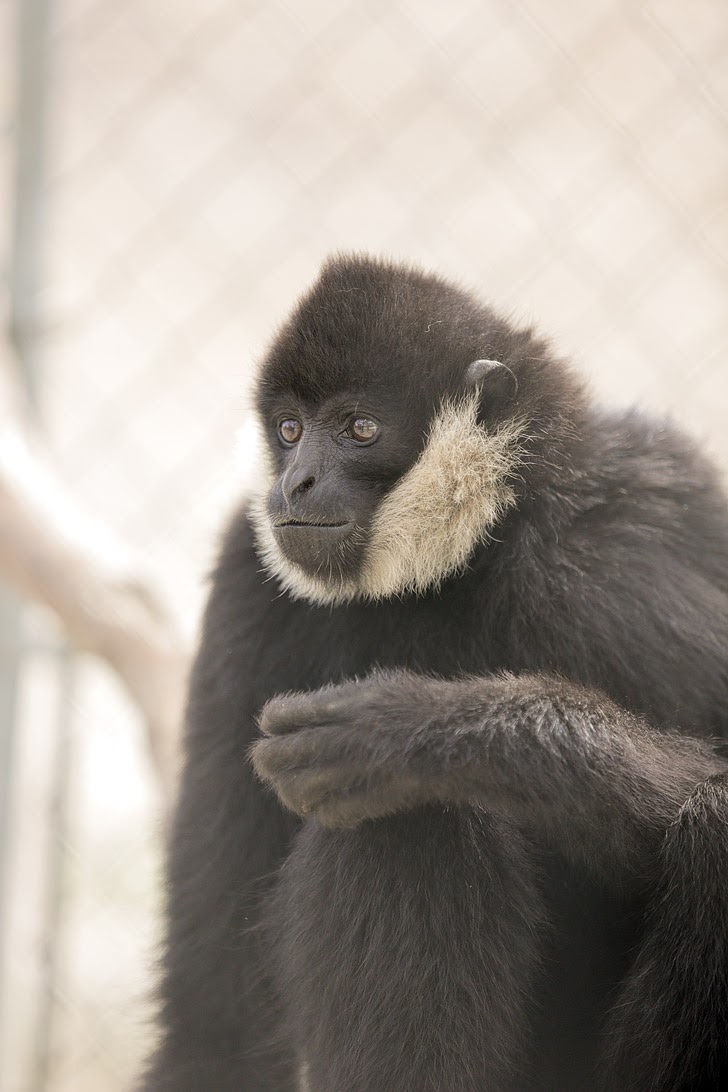 White Cheeked Gibbon.