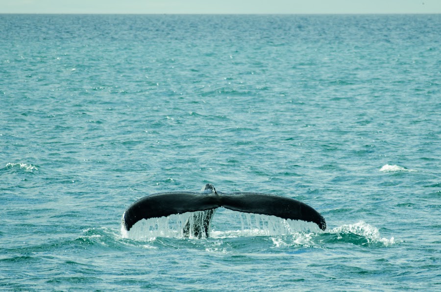 A humpback whale dives in Skjálfandi bay