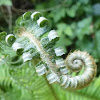 Fern