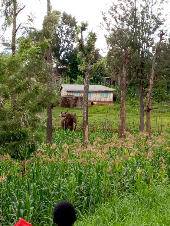 A stray elephant roams in people’s farms in Tanyilel village, Baringo North subcounty on August 8 .