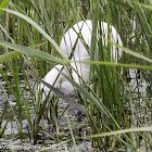 Little Egret