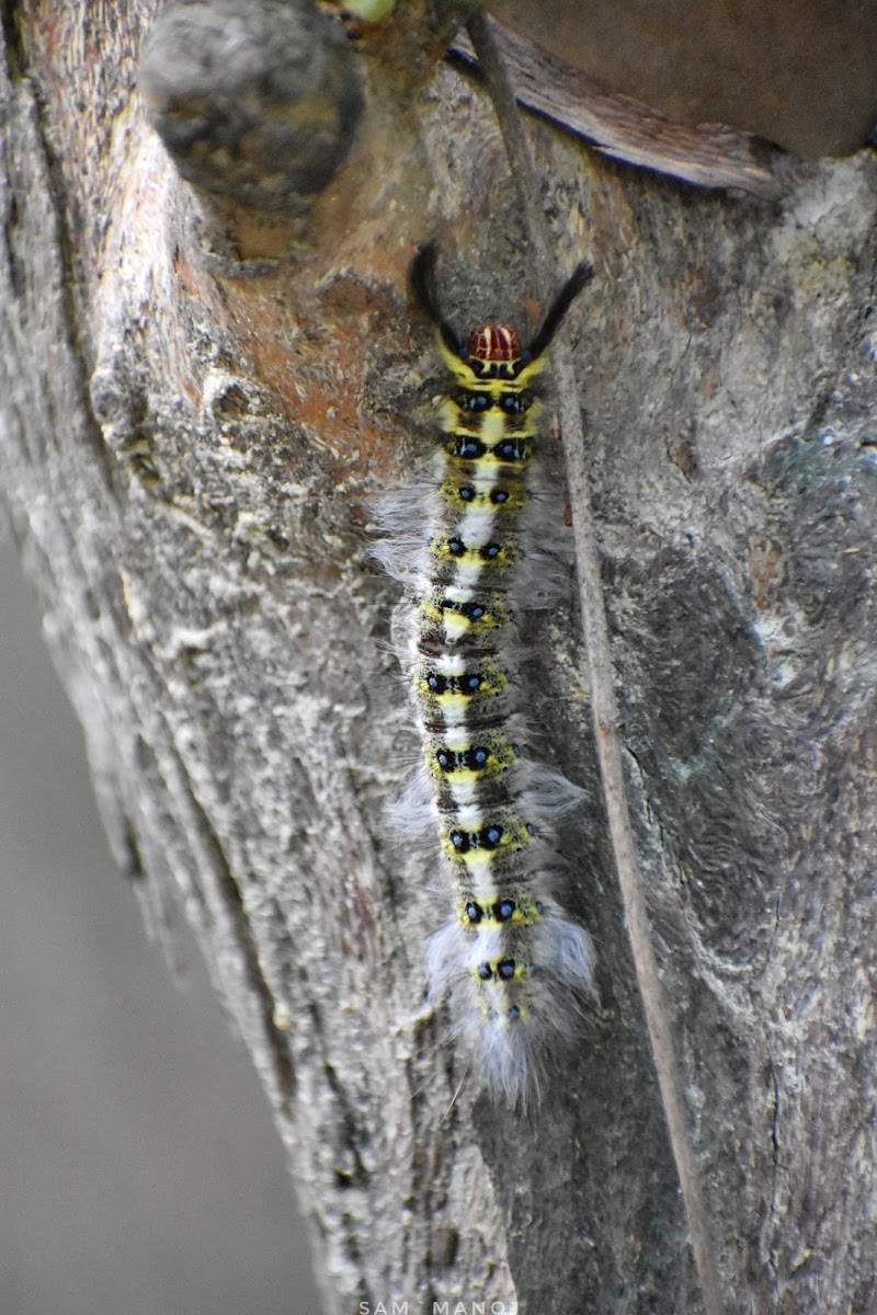 Rose Myrtle Lappet Moth (Caterpillar)