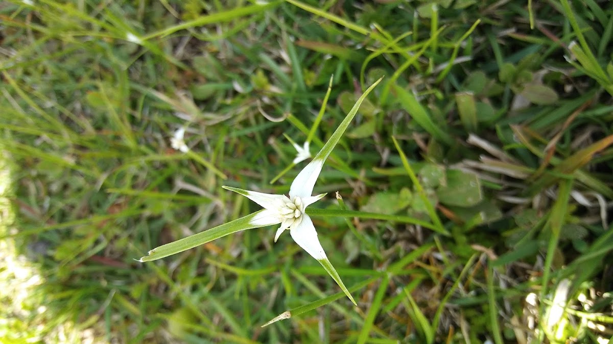 Star grass