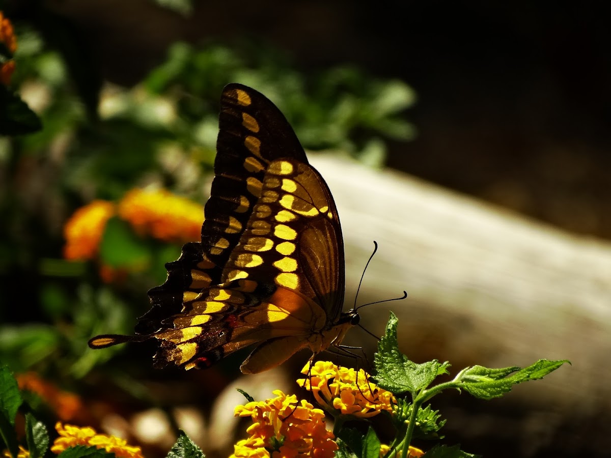 Eastern Giant Swallowtail