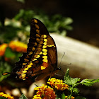 Eastern Giant Swallowtail