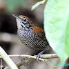 Riverside Wren