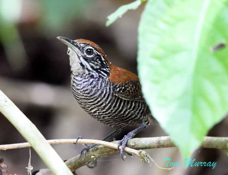 Riverside Wren