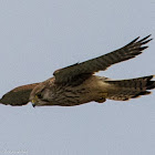 Kestrel