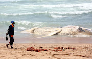 Officials work on removing a Humback Whale carcass that washed up on Umhlanga's premier beach in front of the Beverly Hills and Oysterbox hotel on October 20 2018