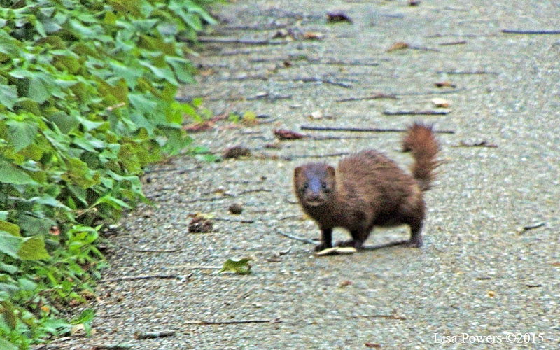 American mink