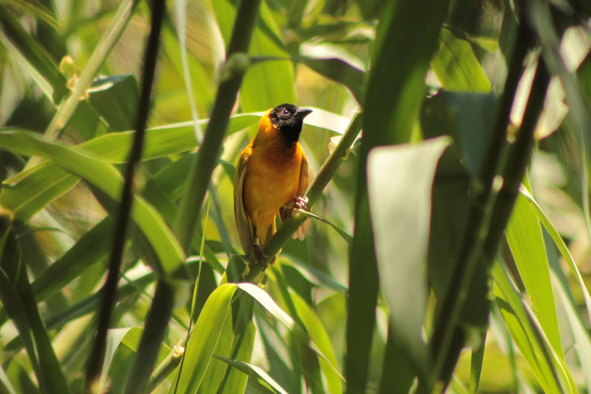 Black-headed weaver