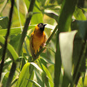 Black-headed weaver