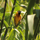 Black-headed weaver