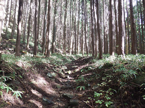 登山道を進む