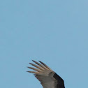 Lesser Yellow-headed Vulture