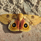 Io Moth