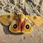 Io Moth