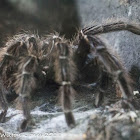 Salmon-pink Bird-eating Spider