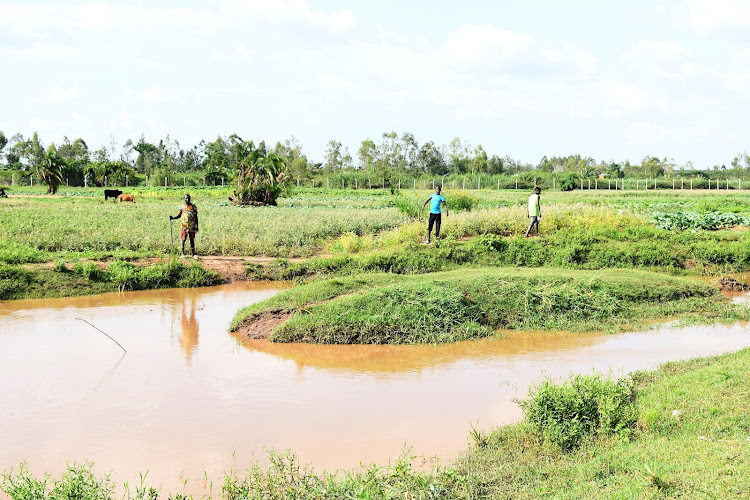 Part of the new river in this photo taken on February 26, 2022. At the background is the fence near the old river that acts as boundary between Kenya and Uganda.