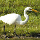 Great Egret