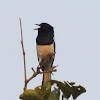 The oriental magpie-robin