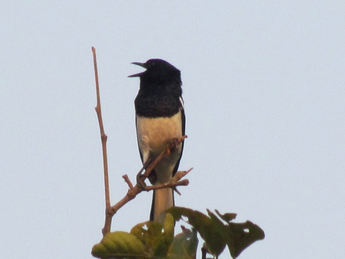 The oriental magpie-robin