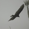 Turkey Vulture