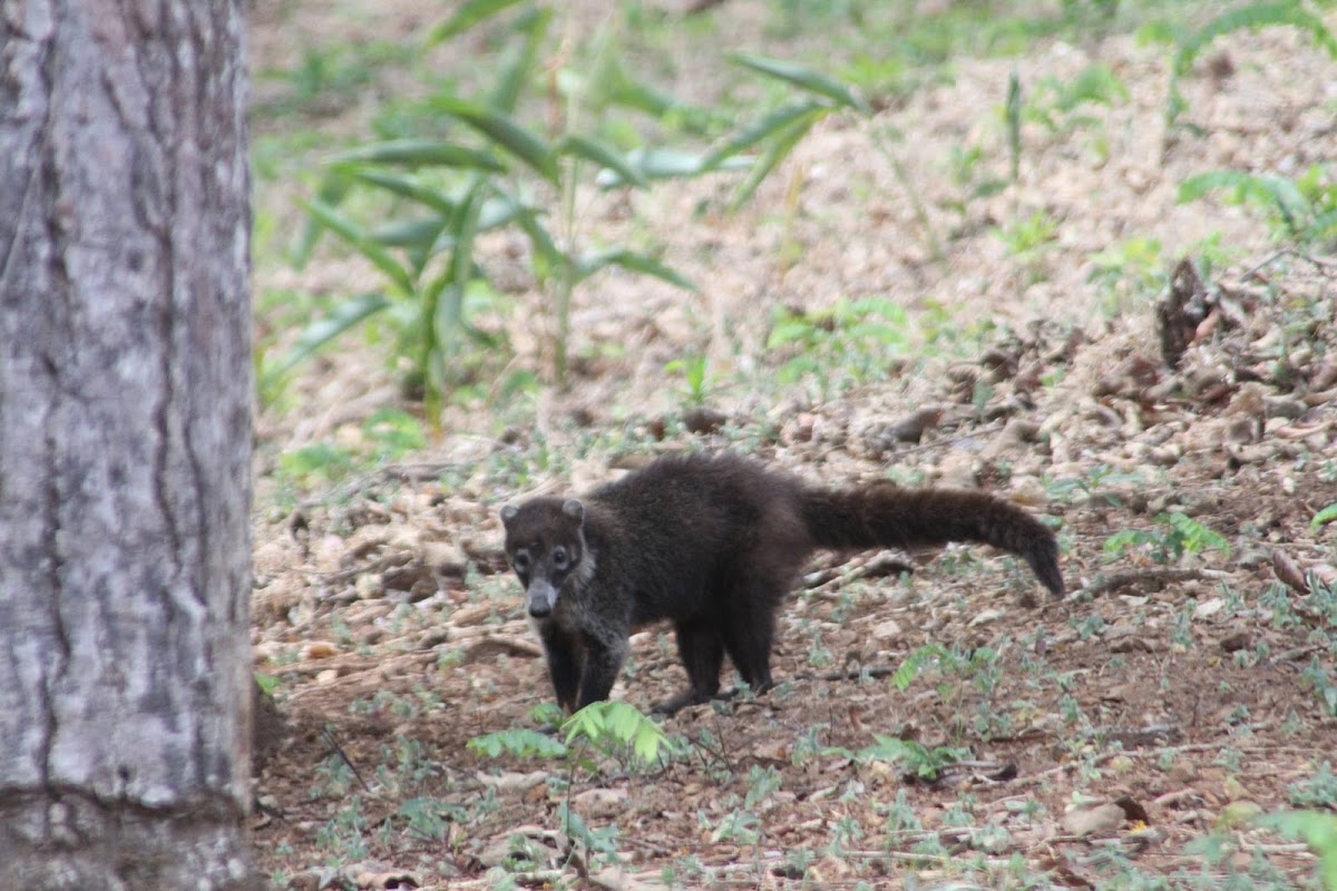 Coati/Pizote