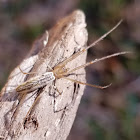 Silver long jawed orb-weaver