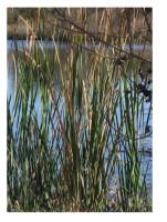 Pond Weed