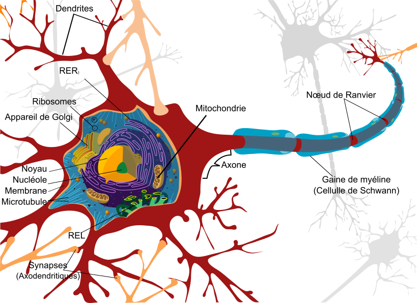 neurone structure corps cellulaire