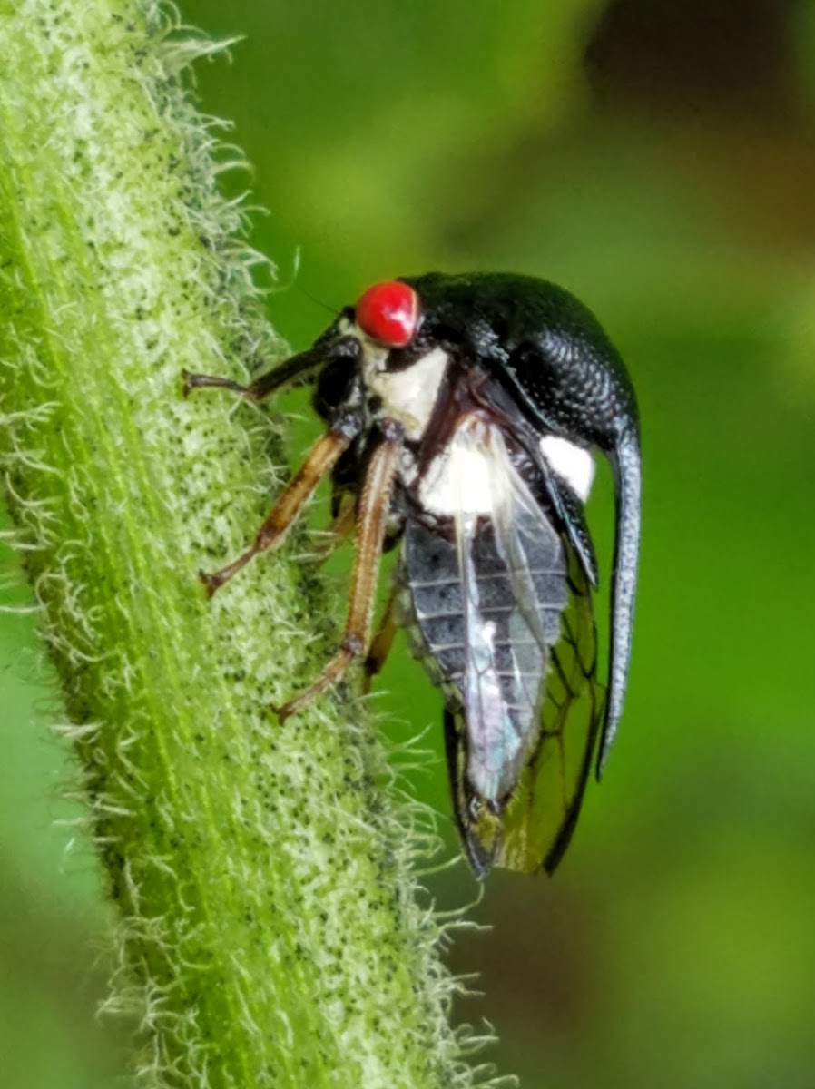 Tree hopper