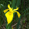 Yellow Flag Iris