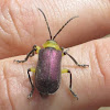 beetle