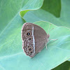 Bushbrown Butterfly