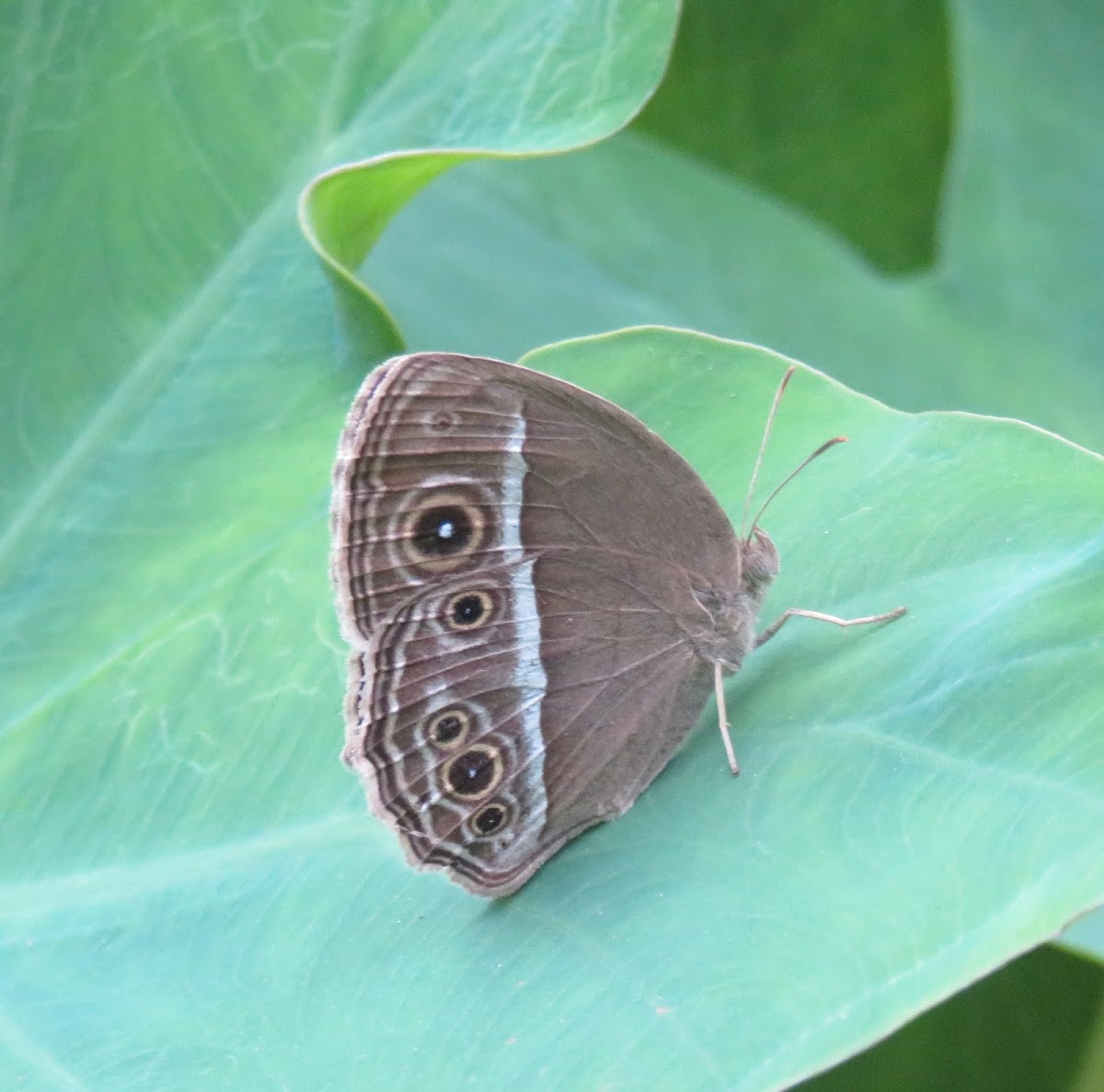 Bushbrown Butterfly