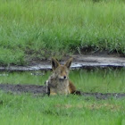 black backed jackel