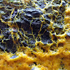 Plasmodium slime mold