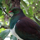 New Zealand Pigeon/Kereru