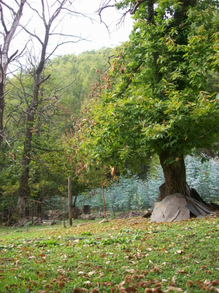 Albero di montagna di Wasy